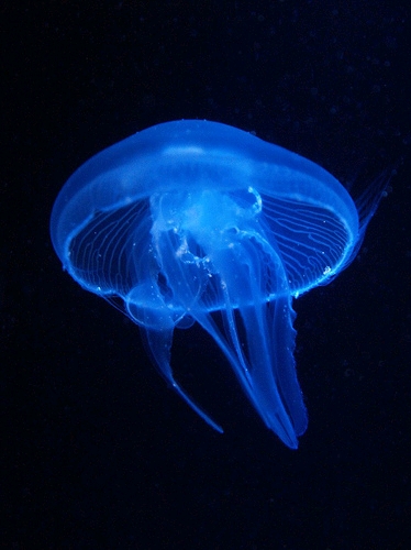 darabuc-medusa-jellyfish-qualle